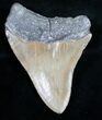 Bargain Megalodon Tooth - North Carolina #11027-2